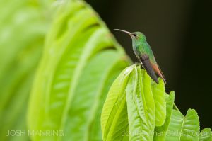 Josh Manring Photographer Decor Wall Art -  Costa Rica Birds -61.jpg